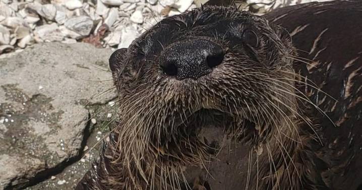 Cape May Zoo otter dies after stroke