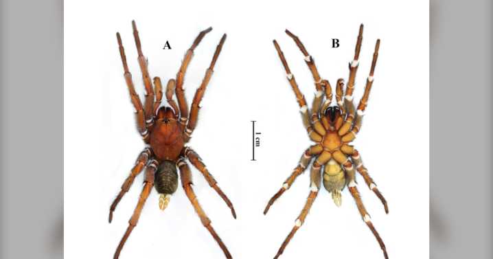Rare spider species discovered in Thailand