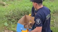 Rescataron tres cachorros de puma que eran trasladados ilegalmente en Balcarce