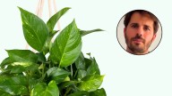 Álvaro Pedrera, experto en jardinería: “Esta es la planta que sobrevive a casi todo”