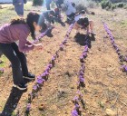 La actividad del colegio de Campillo de Altobuey para recuperar el tradicional cultivo del azafrán