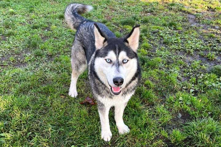 Meet Canyon: The Gentle Husky Ready For Adventure
