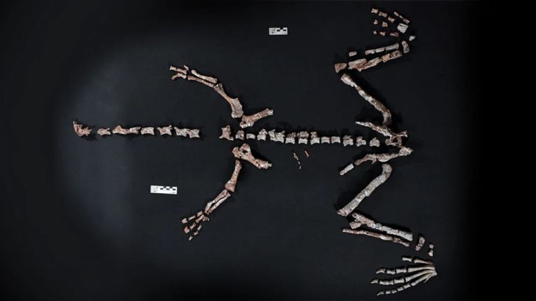 Hallaron en La Rioja restos fósiles de un dinosaurio que vivió hace más de 230 millones de años