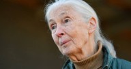 Wildlife advocate, primate expert Goodall dies at 91