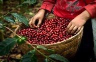 Hito Cafetero: Colombia Sede del World of Coffee 2027