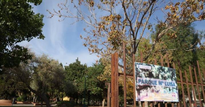El escarabajo de la ambrosía obliga a Málaga a retirar una veintena de árboles en el Parque María Luisa