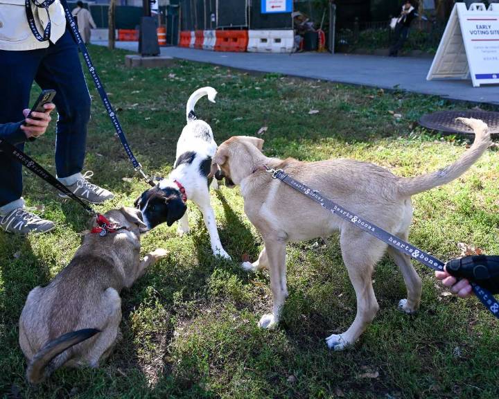 Brooklyn Borough Hall goes to the (cats and) dogs at Beep’s annual adoption event • Brooklyn Paper