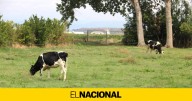 Alerta por riesgo de Dermatosis Nodular Contagiosa en los bovinos de Catalunya: primer caso en Girona