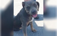 Invitan a campaña de adopción de mascotas