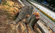 CVC autoriza tala de árboles en Patinódromo de Buga