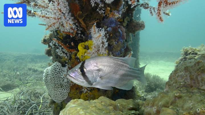 Temporary bans on fishing popular species floated to address dwindling populations off WA coast