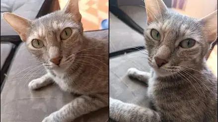 Callao: gatita de apoyo emocional llamada Miau desapareció hace dos días en la avenida José Santos Chocano