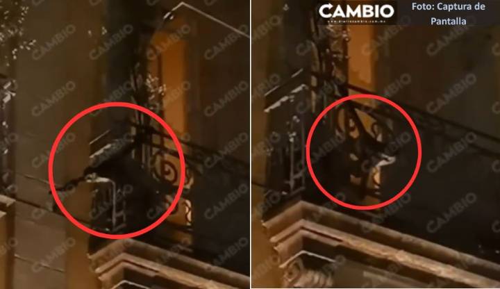 Mono araña en los Portales del Zócalo de Puebla roba miradas (VIDEO)