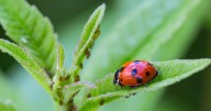 Woman, 35, tells of distress after hundreds of ladybirds invade her home