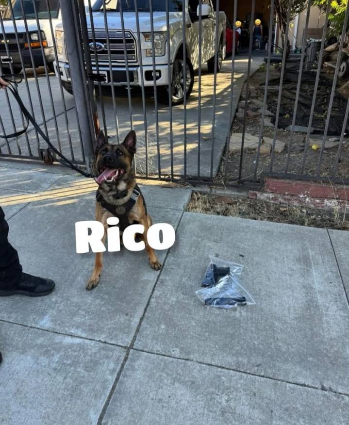 Concord Police K9 Rico Finds Loaded Gun Hidden By Suspect