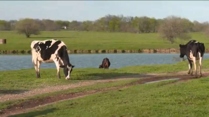 Michigan environmental regulators to start enforcing 2020 industrial farm pollution law