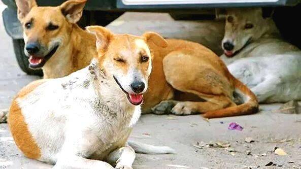 Supreme Court takes stern action on stray dog menace, orders Chief Secretaries of all states to appear in person