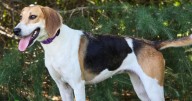 Meet a new furry family member at Iredell County Animal Services