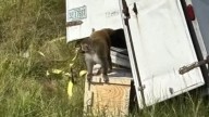 Truck hauling ‘herpes ridden’ monkeys crashes