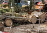 Agüimes tala 14 palmeras por las obras en el parque de la Casa de la Cultura de Arinaga