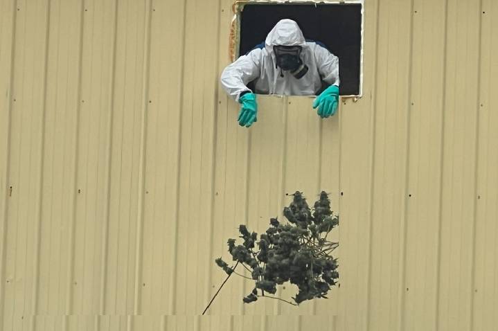 China’s black-market marijuana ‘tentacles’ have reached Michigan