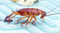 Está en tu cocina y es el paraíso de las cucarachas