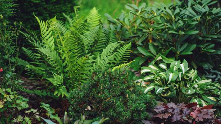 The 10 Best No-Mess Shade Plants To Add To Your Garden