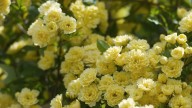 Cómo cuidar este encantador rosal trepador en octubre para que llene de flores tus cercos