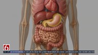 Are there options to remove gastrointestinal cancers without surgery? Endoscoping submucosal dissection explained
