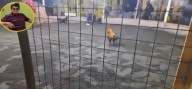 Un hombre falleció al ser atacado por su propio gallo de pelea en Perú