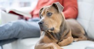 Nine symptoms of ‘severe’ winter dog illness and when to see a vet