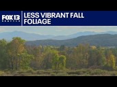 Fall foliage less vibrant in much of the US