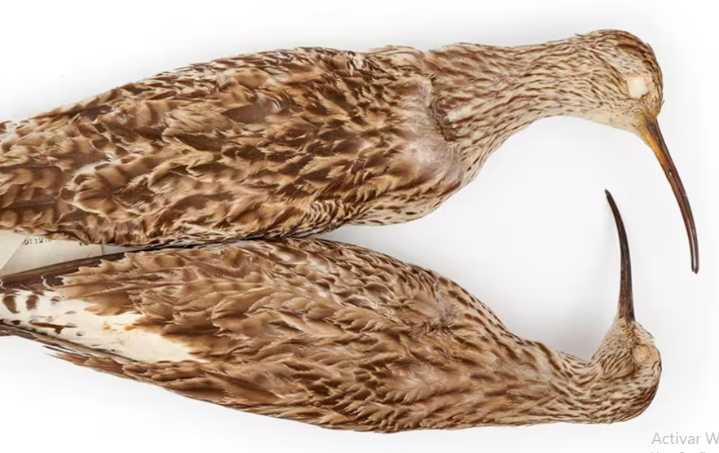 El zarapito fino, ave migratoria, es declarada oficialmente extinta tras décadas sin registros