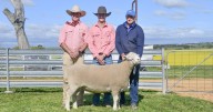 Springwaters Poll Dorset 2025 ram sale results, top and average