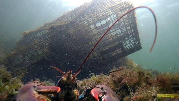Lobster population falls off New England, leading regulators to declare overfishing