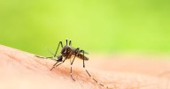 Louisville's 9 cases of West Nile virus this year are the most since at least 2014