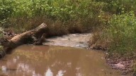 Saltwater leak kills dozens of cattle and wildlife in Caddo County, Gov. Stitt declares environmental emergency