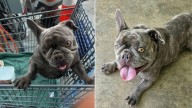 California Security Guard Discovers Dog Abandoned In Shopping Cart On Rooftop