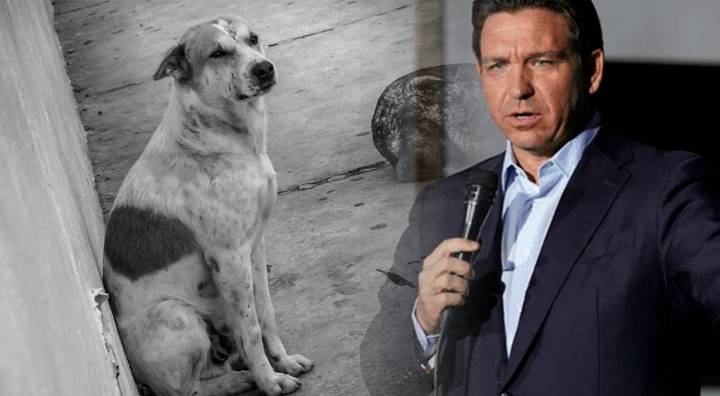 "Trooper’s Law": Florida castiga con pena de cárcel el abandono de perros en desastres