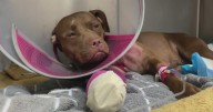 Dog shot in Pompano Beach recovering as deputies search for suspect