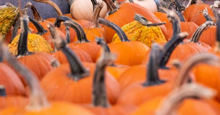 When Halloween is over, remember to recycle your pumpkins