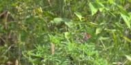 City of Birmingham continues to clear overgrown properties