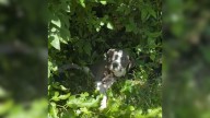 Rescuers In Missouri Discover A Puppy Hiding In The Bushes With A Heartbreaking Secret