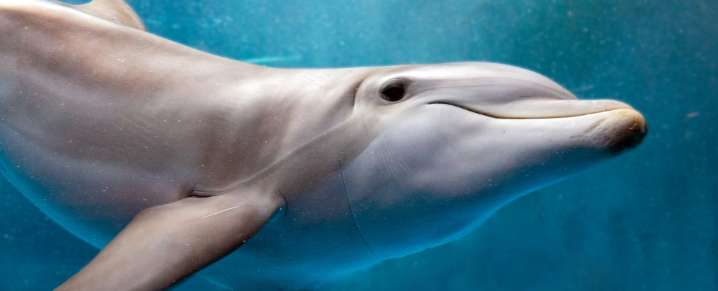Brains of Stranded Dolphins Showed Signs of Alzheimer's Disease