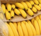 Expertos advierten sobre amenaza emergente al suministro mundial del cambur (banana)