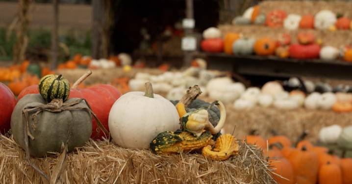Local pumpkin patch opens with 4.5-acre Sesame Street