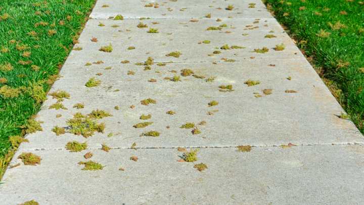 What Type Of Tree Is Dropping All Those Seeds In Your Yard