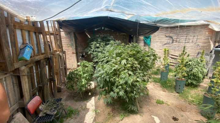 Allanaron una casa y hallaron un invernadero con 48 plantas de marihuana