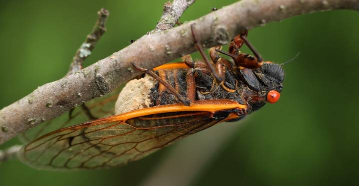 What humans might learn from nature’s real