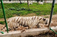 Hallan muerto al tigre de Bengala que escapó del Parque Animalia de Xicotepec